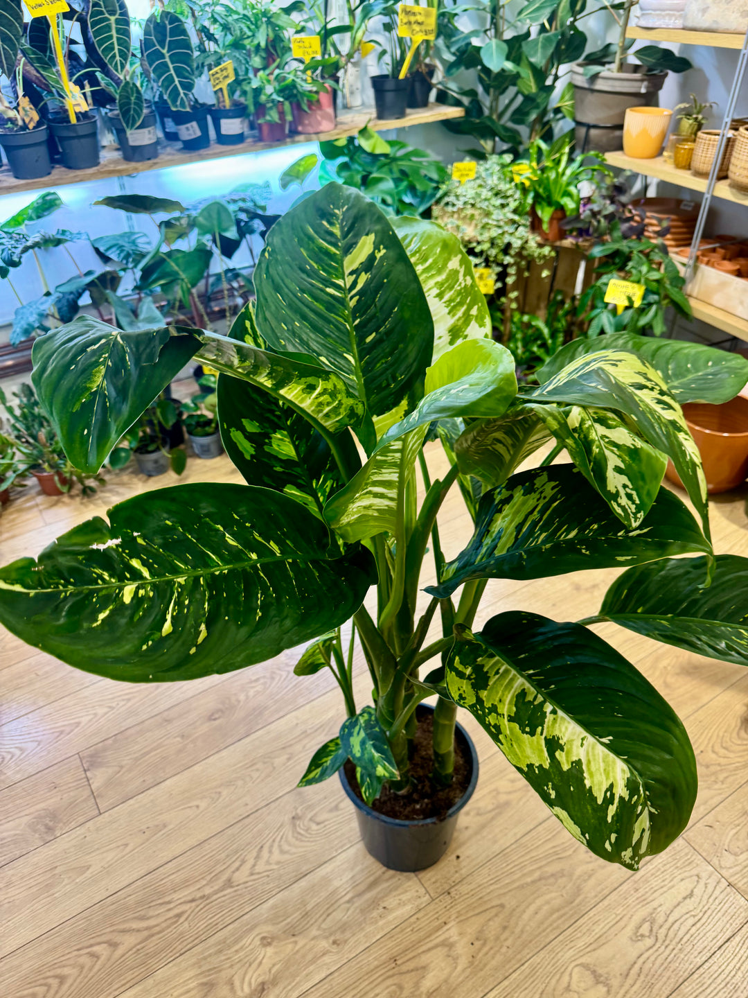 Dieffenbachia 'NOID' - Variegated Dieffenbachia