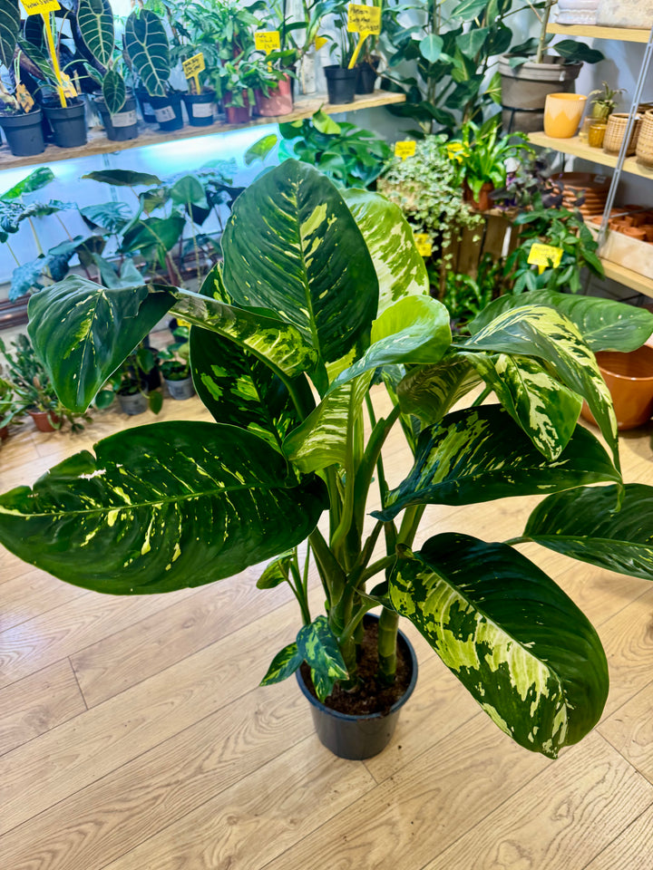 Dieffenbachia 'NOID' - Variegated Dieffenbachia