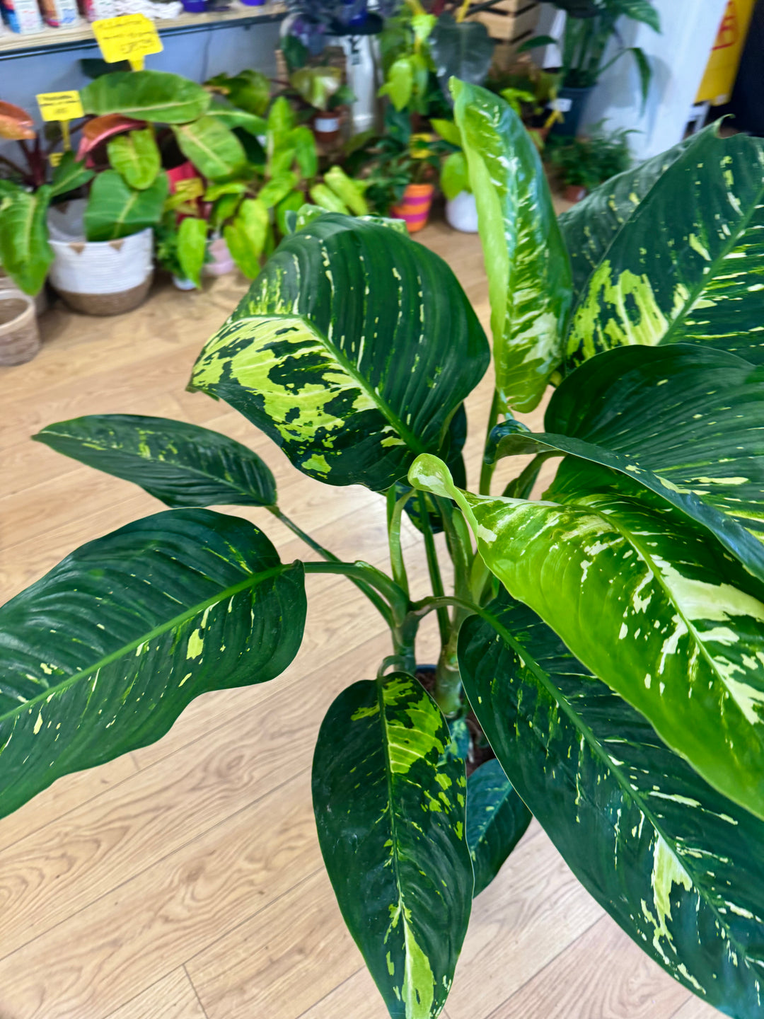 Dieffenbachia 'NOID' - Variegated Dieffenbachia