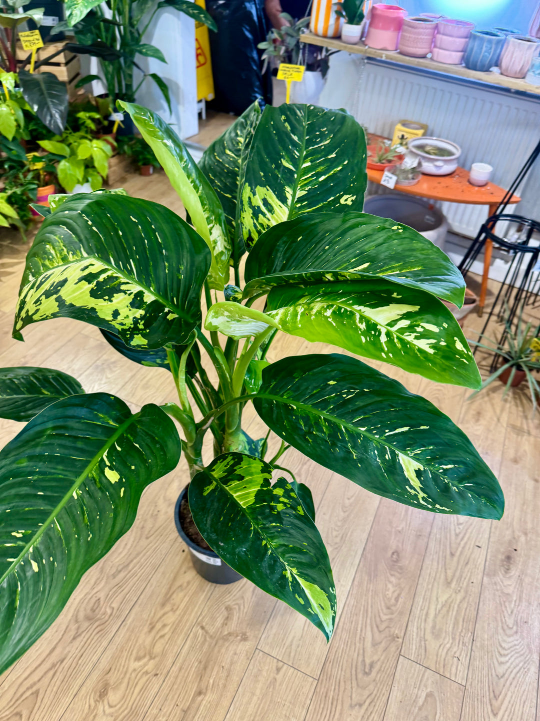 Dieffenbachia 'NOID' - Variegated Dieffenbachia