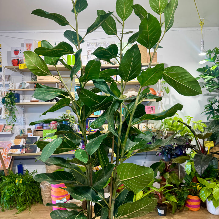 Ficus Benghalensis