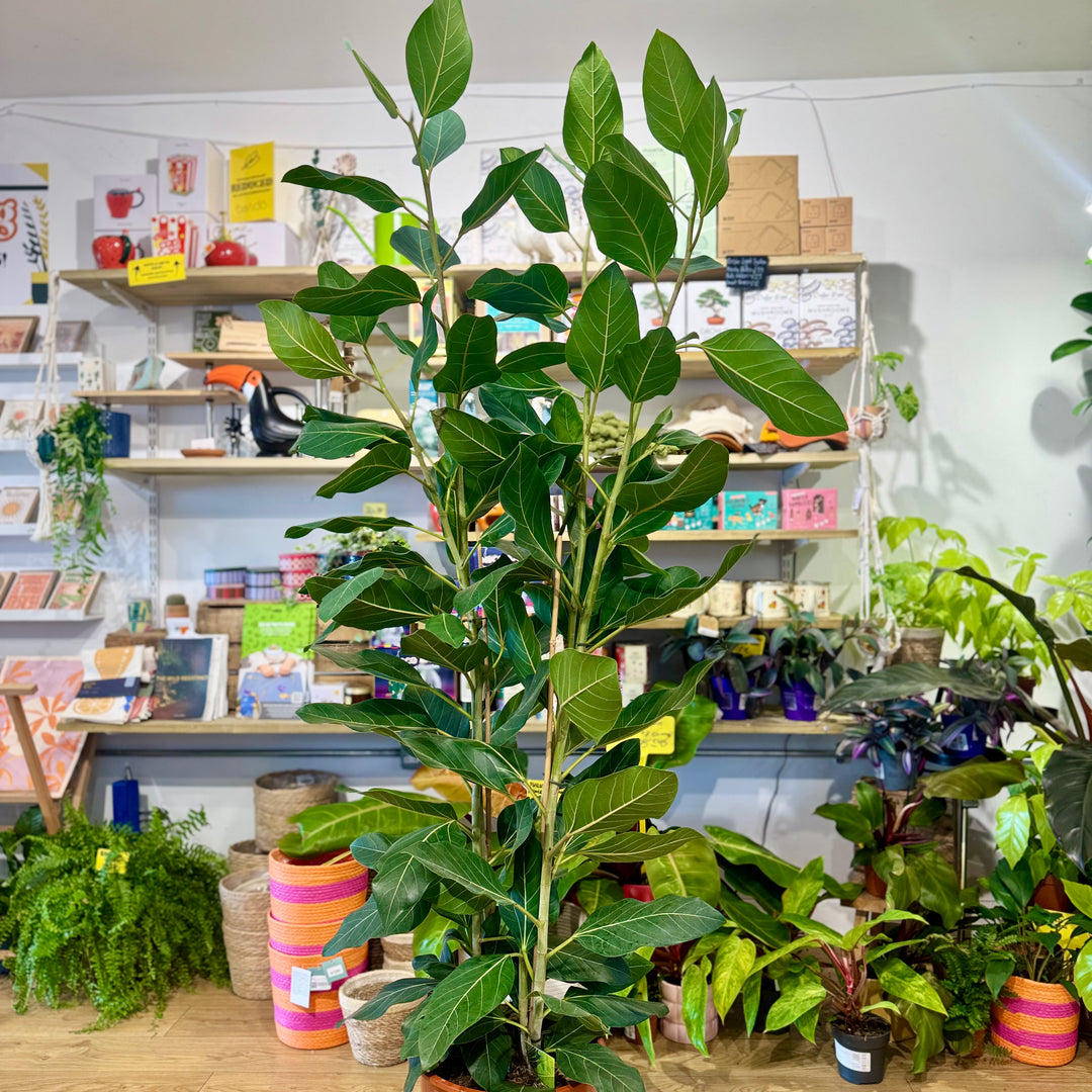Ficus Benghalensis