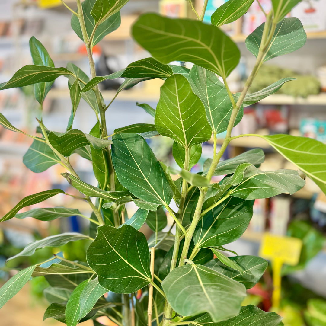 Ficus Benghalensis