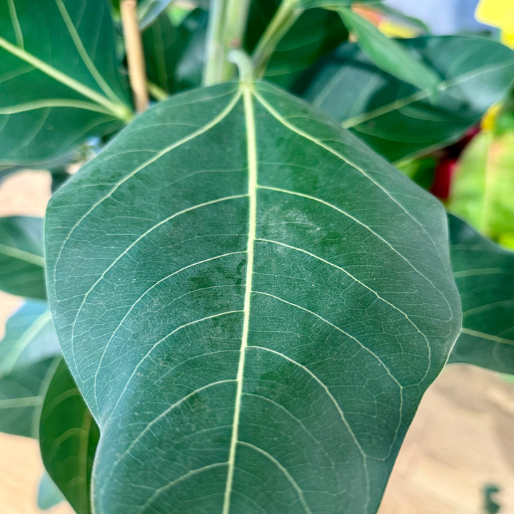 Ficus Benghalensis