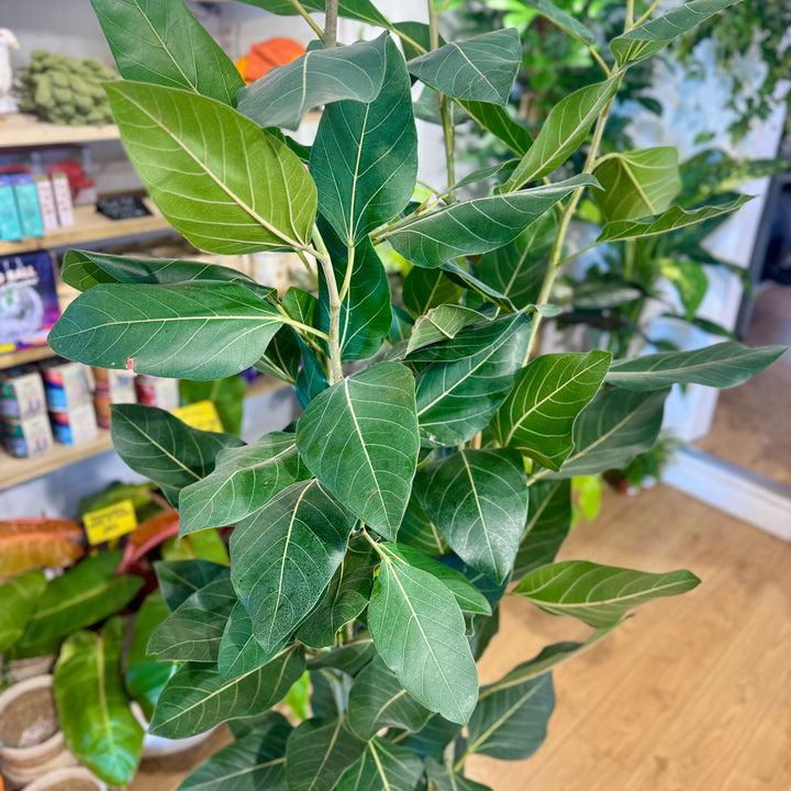 Ficus Benghalensis