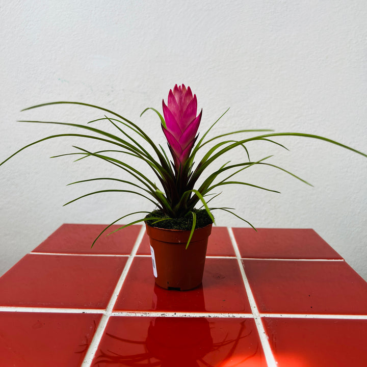 Tillandsia Cyanea mini - pink quill