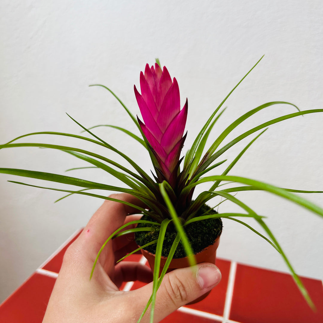 Tillandsia Cyanea mini - pink quill