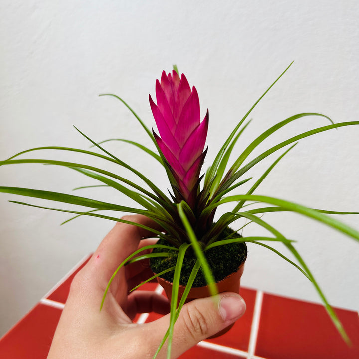 Tillandsia Cyanea mini - pink quill