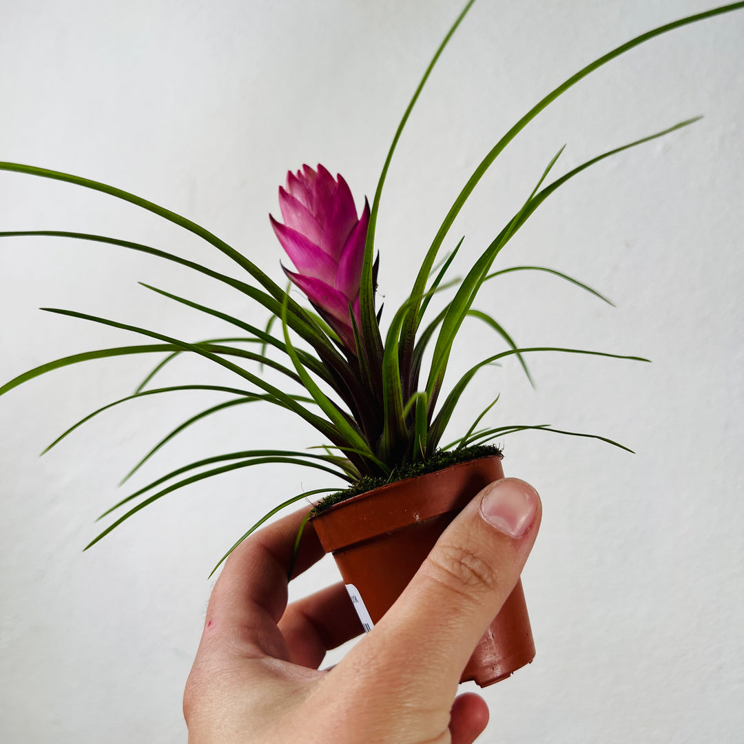 Tillandsia Cyanea mini - pink quill