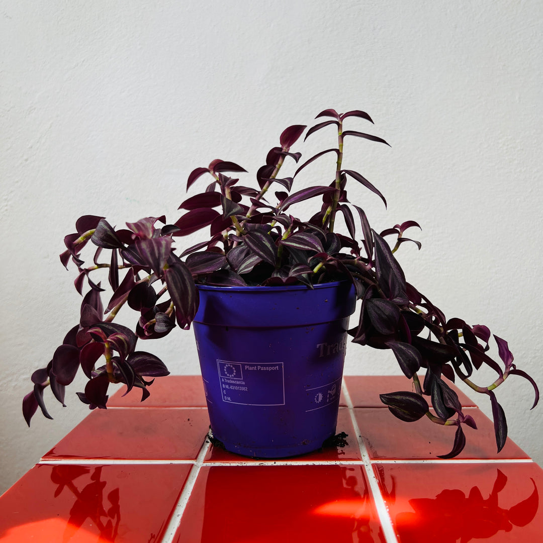 Tradescantia purpusii - Purple Spiderwort - wandering dude