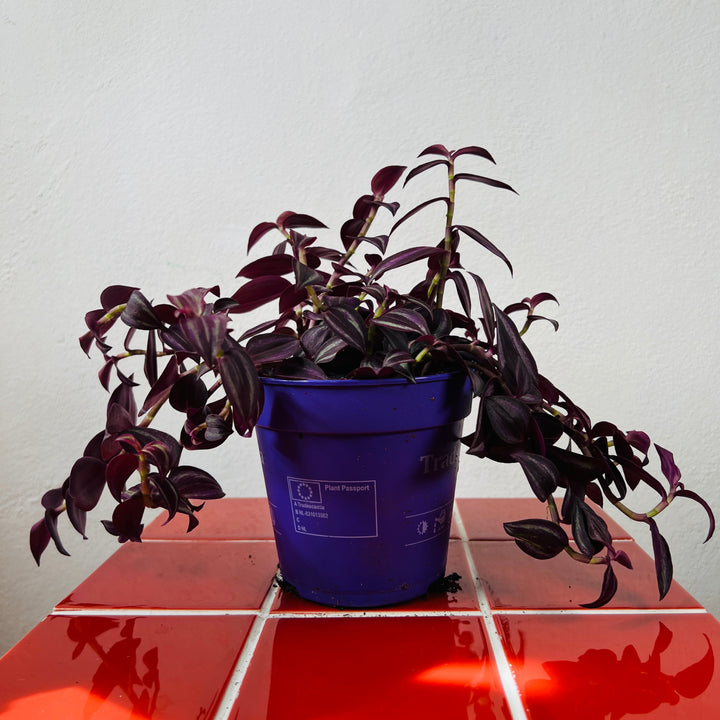 Tradescantia purpusii - Purple Spiderwort - wandering dude