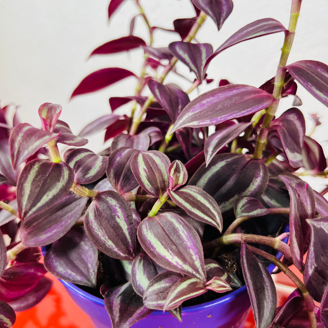 Tradescantia purpusii - Purple Spiderwort - wandering dude