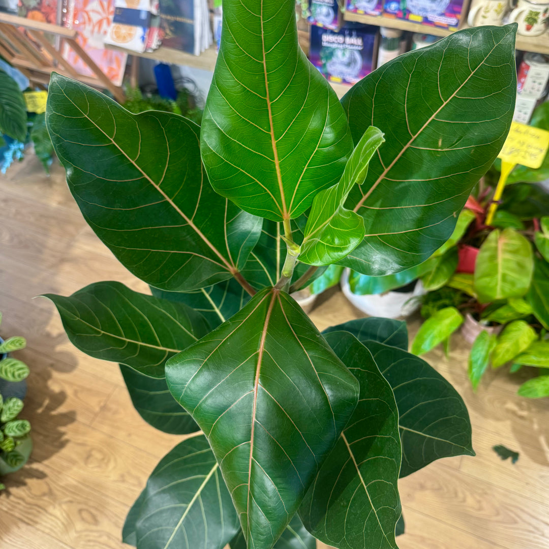 Ficus benghalensis ‘Joy’ – Bengal Fig