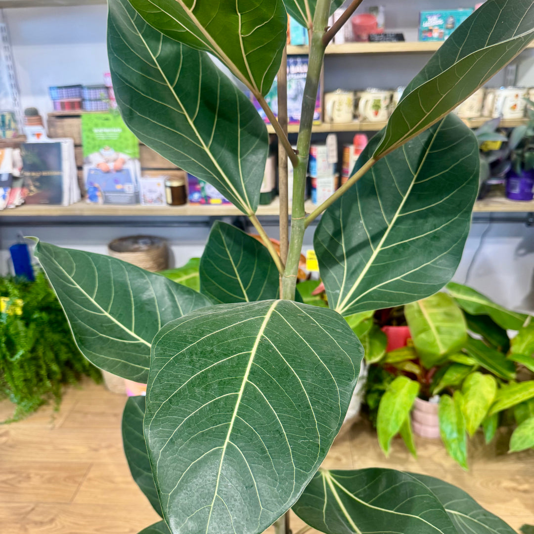 Ficus benghalensis ‘Joy’ – Bengal Fig
