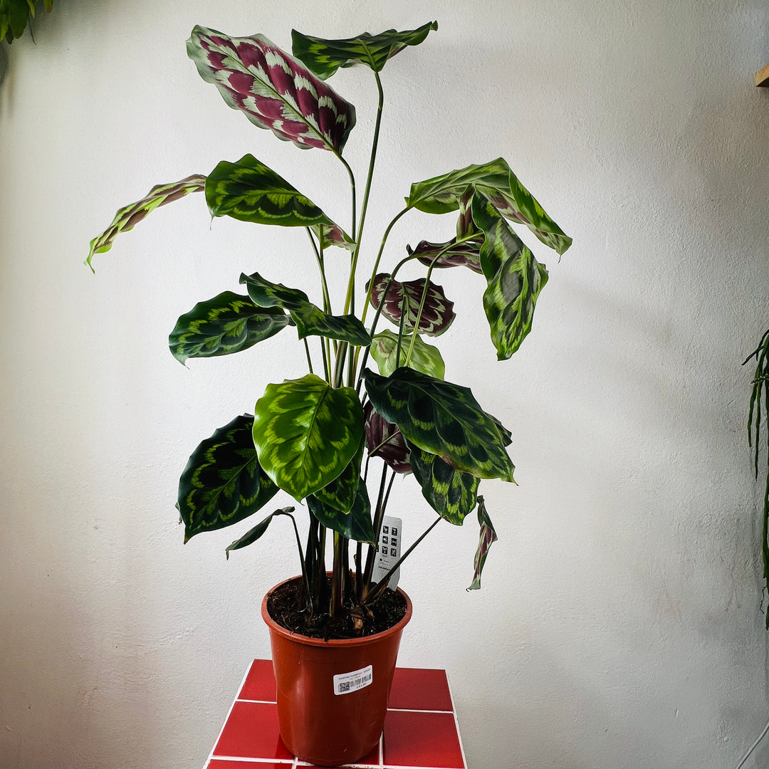 Calathea Medallion - Prayer plant