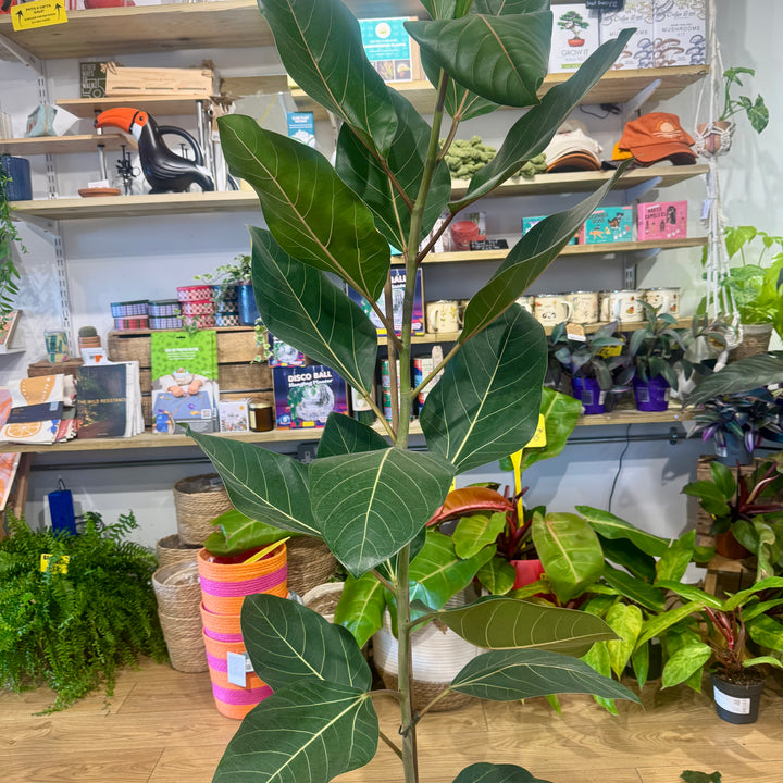 Ficus benghalensis ‘Joy’ – Bengal Fig