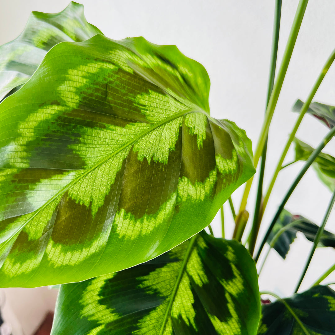 Calathea Medallion - Prayer plant