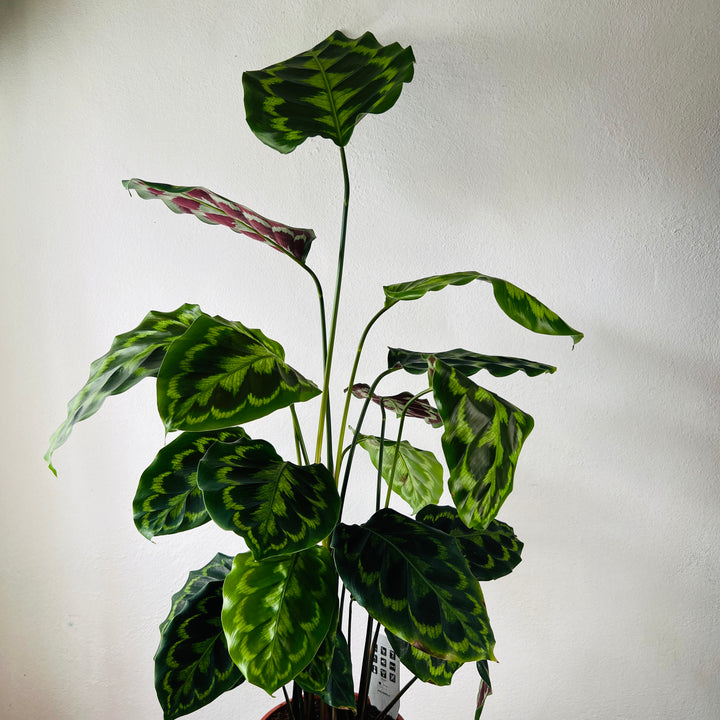Calathea Medallion - Prayer plant