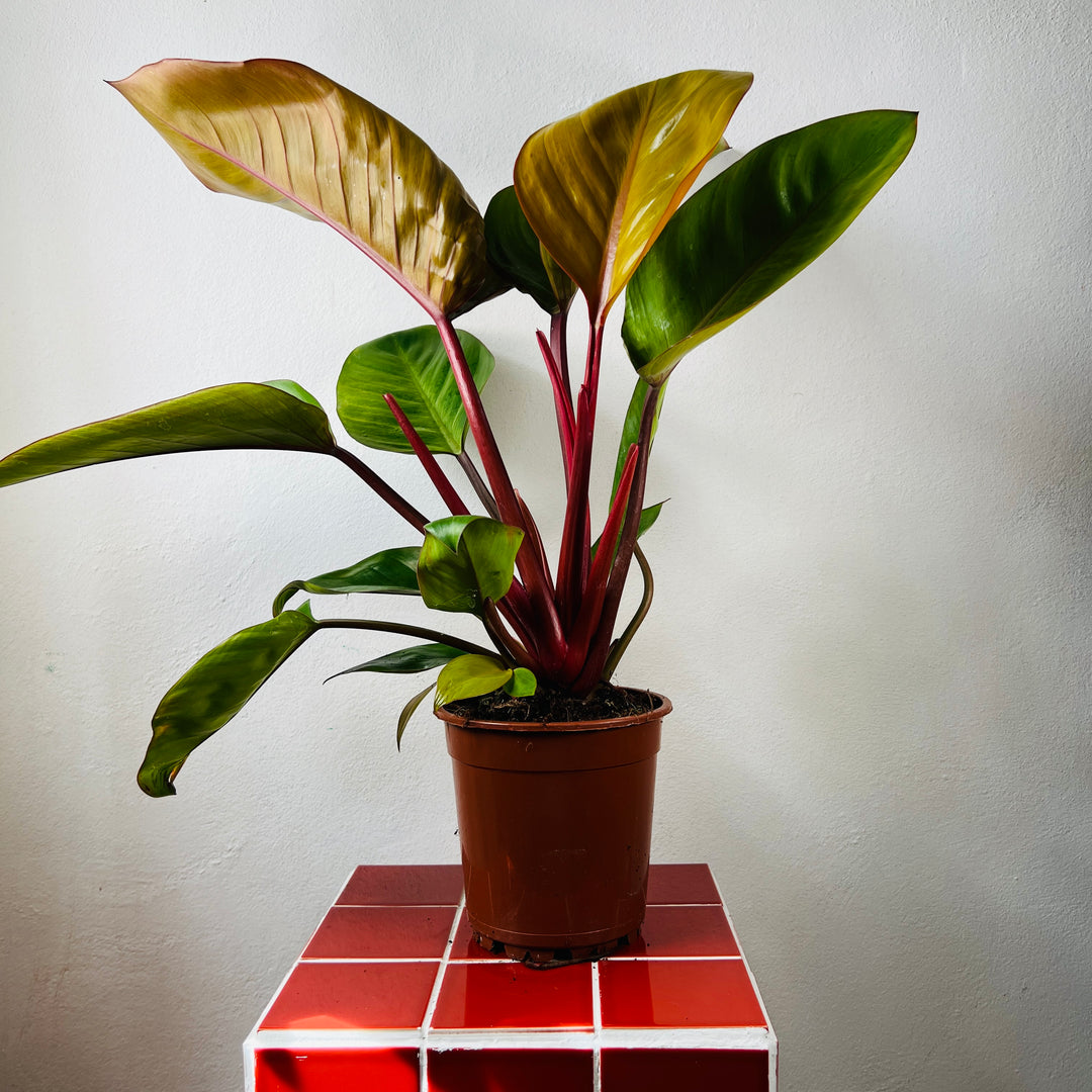 Philodendron Prince Of Orange
