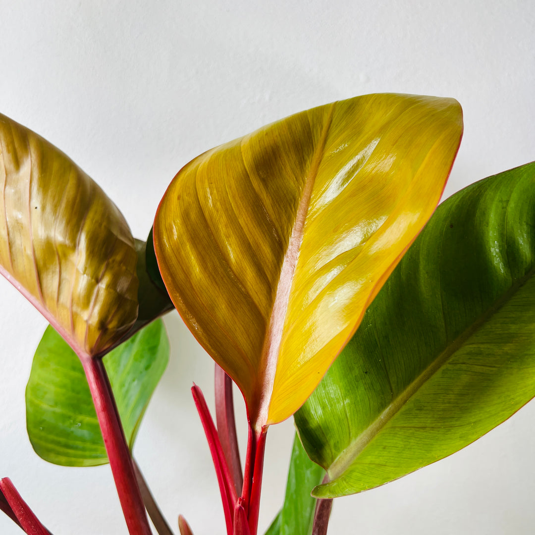 Philodendron Prince Of Orange