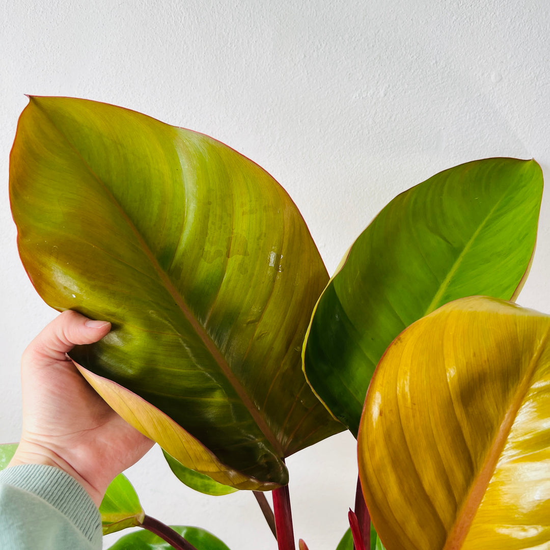 Philodendron Prince Of Orange