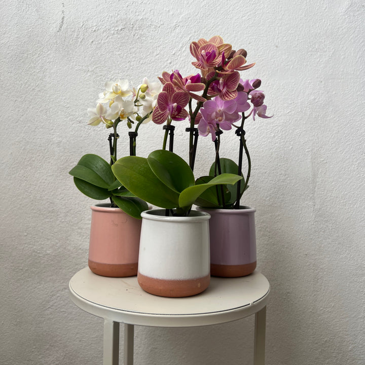 Mix Phalaenopsis Mini In Ceramic Pots