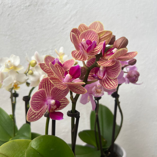 Mix Phalaenopsis Mini In Ceramic Pots