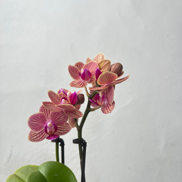 Mix Phalaenopsis Mini In Ceramic Pots