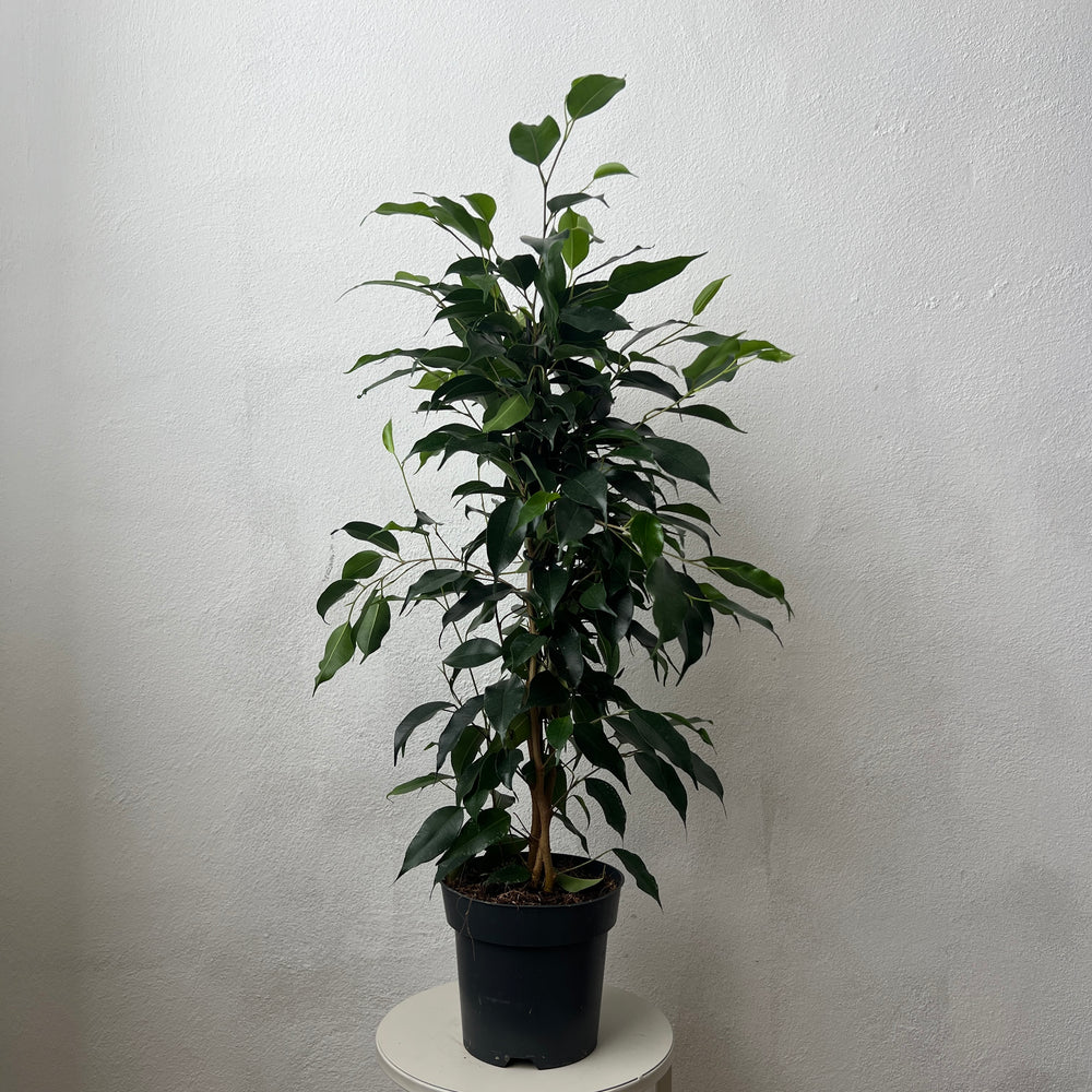 Potted plant on a white pedestal against a plain white wall
