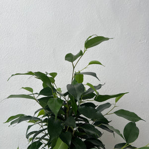 Ficus benjamina 'Danielle'  - Weeping fig