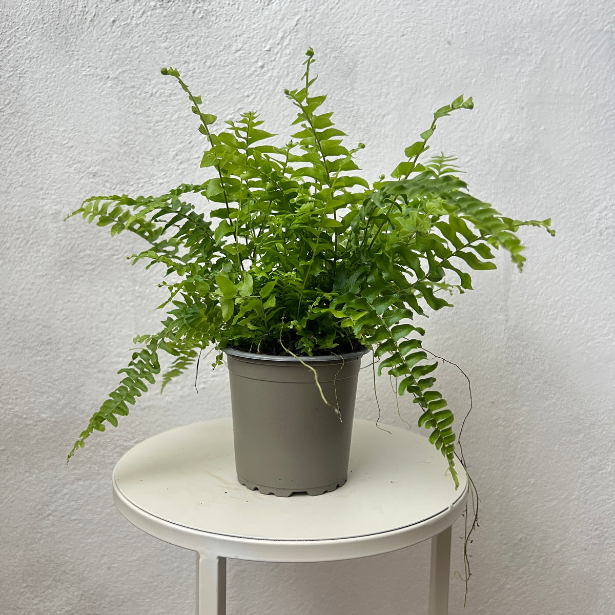 Compact Fern Tree Nephrolepis 'Green Moment' – Compact Boston Fern Houseplant – Plant Studio