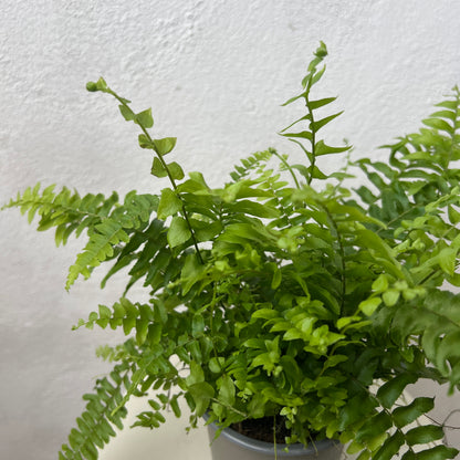 Nephrolepis exaltata 'Green Moment'- Compact Boston Fern
