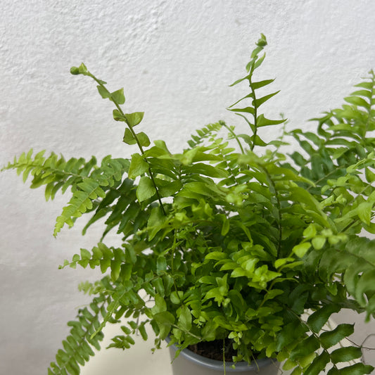 Nephrolepis exaltata 'Green Moment'- Compact Boston Fern