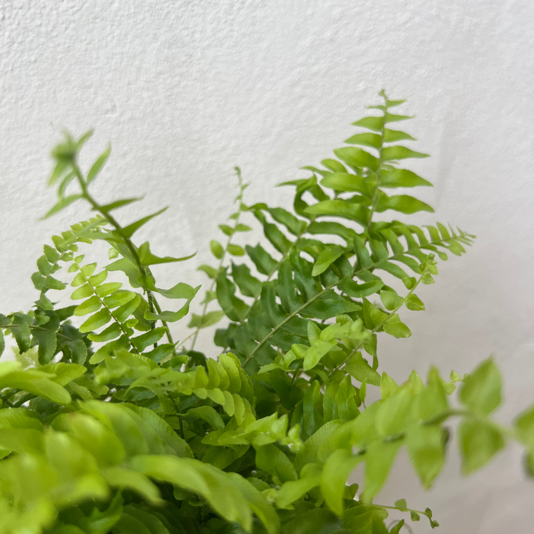 Nephrolepis exaltata 'Green Moment'- Compact Boston Fern