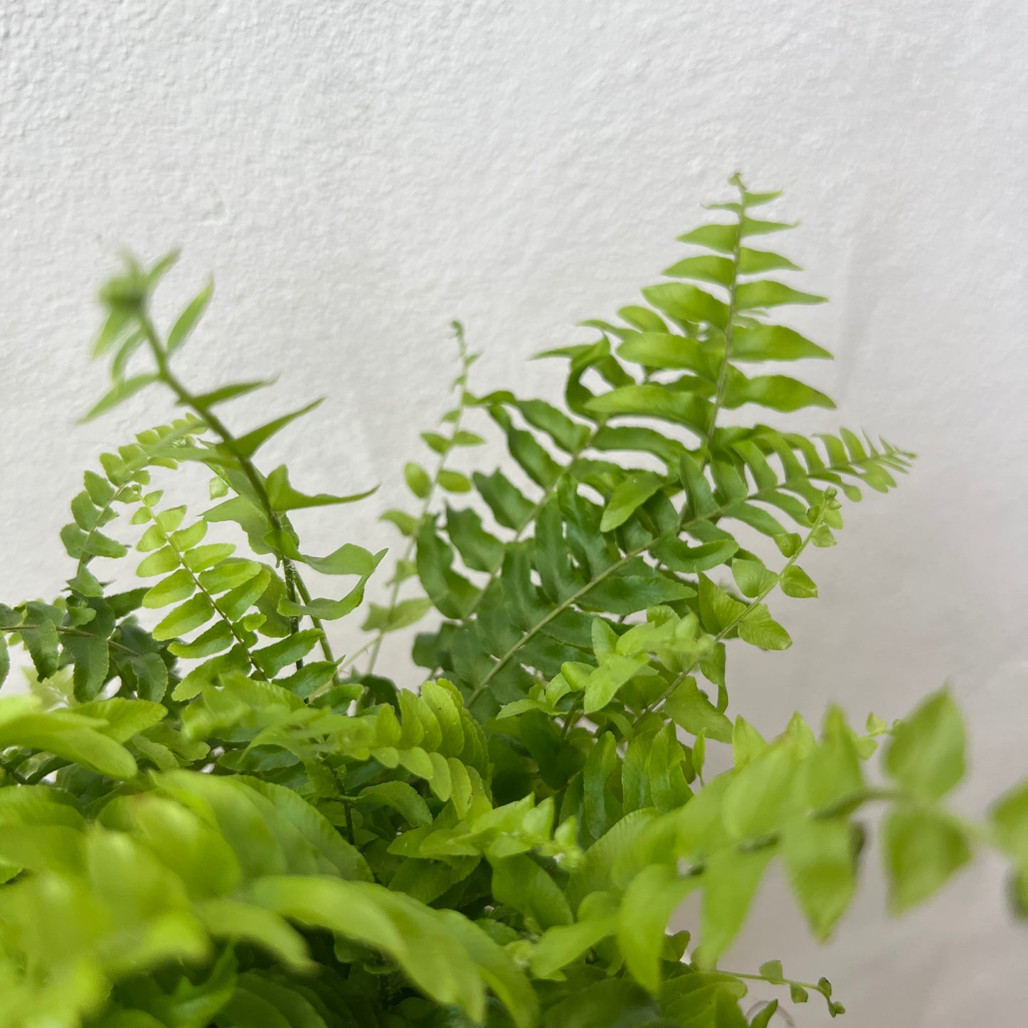 Nephrolepis exaltata 'Green Moment'- Compact Boston Fern