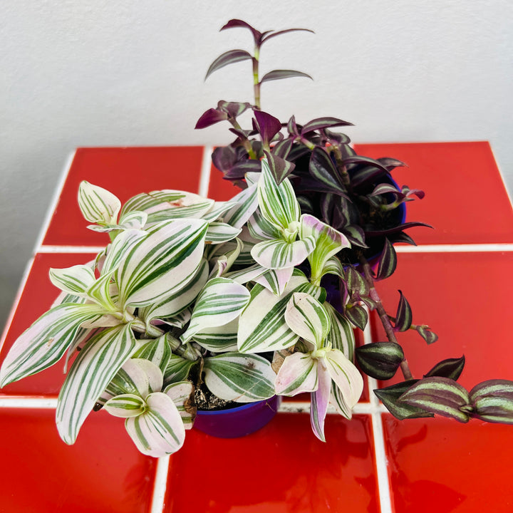 Tradescantia Lucky Dip