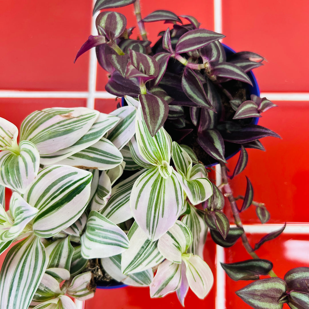 Tradescantia Lucky Dip
