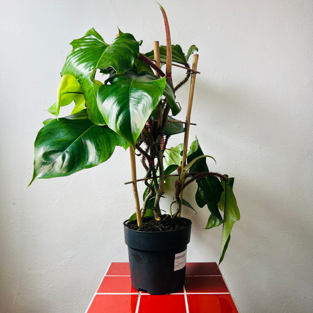 Philodendron squamiferum - Red Bristle Philodendron