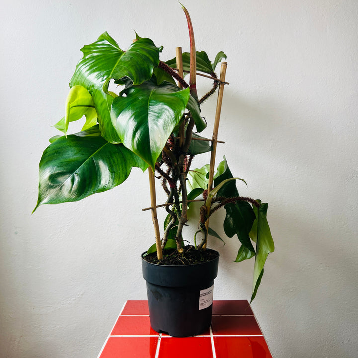 Philodendron squamiferum - Red Bristle Philodendron
