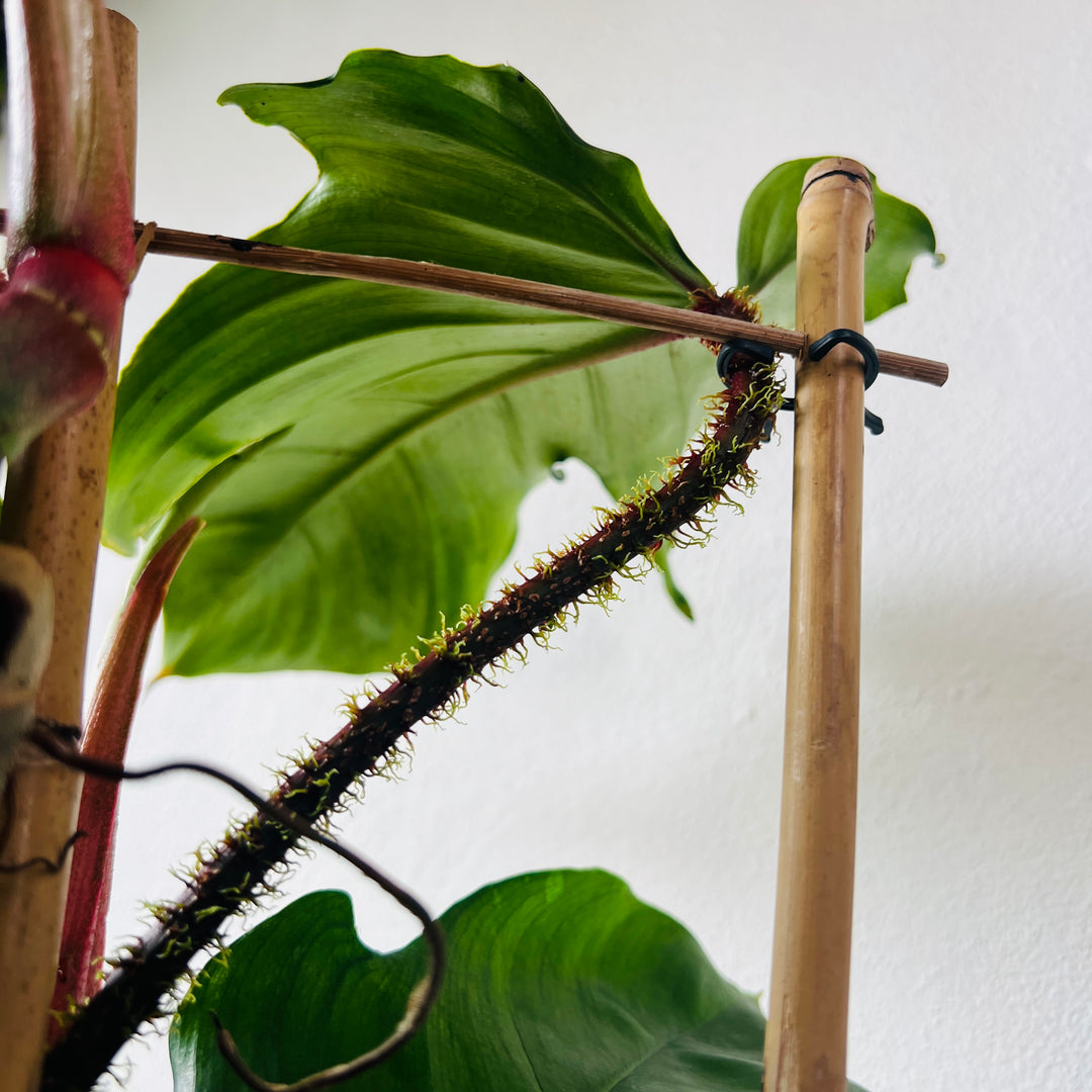 Philodendron squamiferum - Red Bristle Philodendron