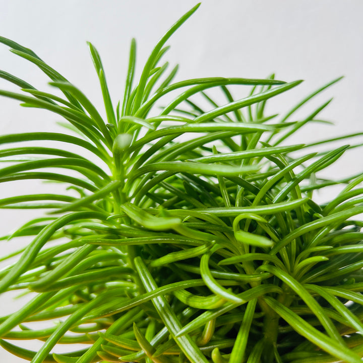 Senecio archeri 'Himalaya' - Mountain Grass
