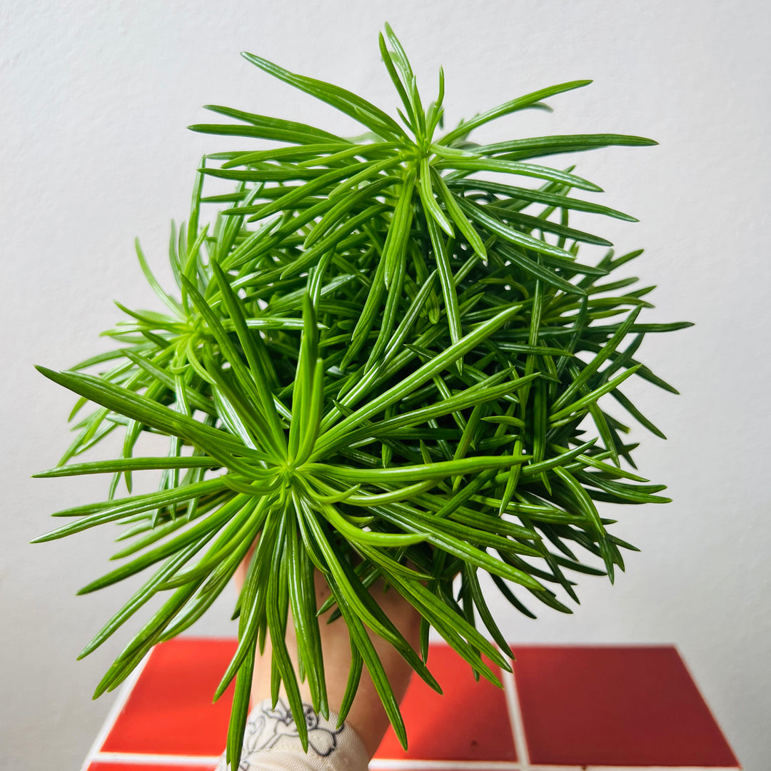 Senecio archeri 'Himalaya' - Mountain Grass