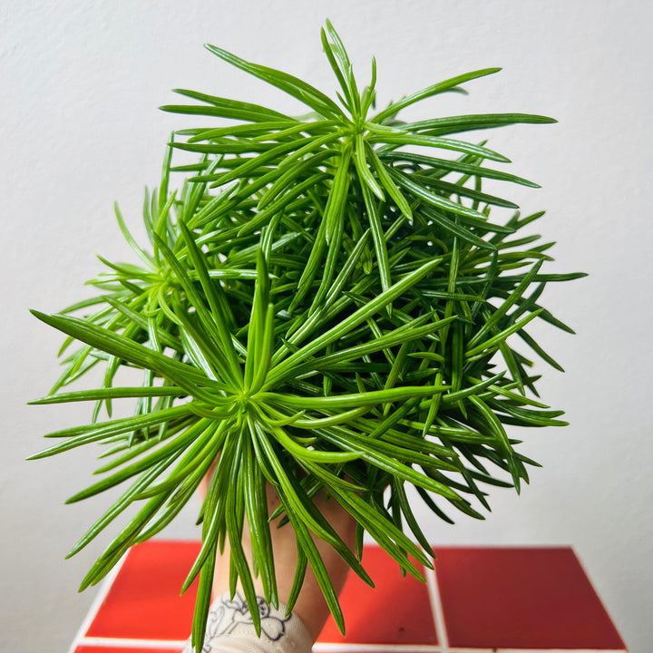 Senecio archeri 'Himalaya' - Mountain Grass