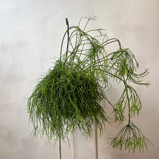 Rhipsalis baccifera ‘Oasis’ - Mistletoe Cactus