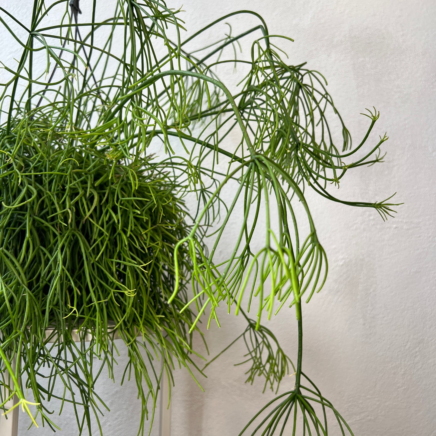 Rhipsalis baccifera ‘Oasis’ - Mistletoe Cactus