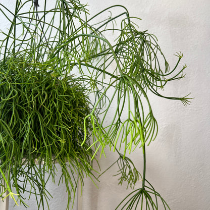 Rhipsalis baccifera ‘Oasis’ - Mistletoe Cactus