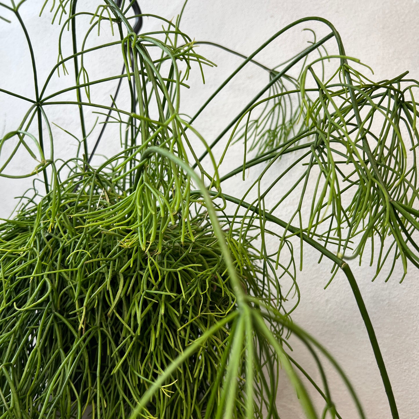 Rhipsalis baccifera ‘Oasis’ - Mistletoe Cactus