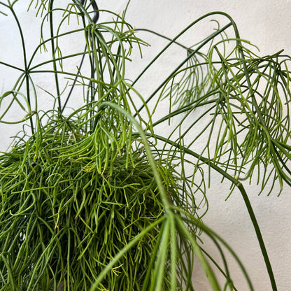 Rhipsalis baccifera ‘Oasis’ - Mistletoe Cactus