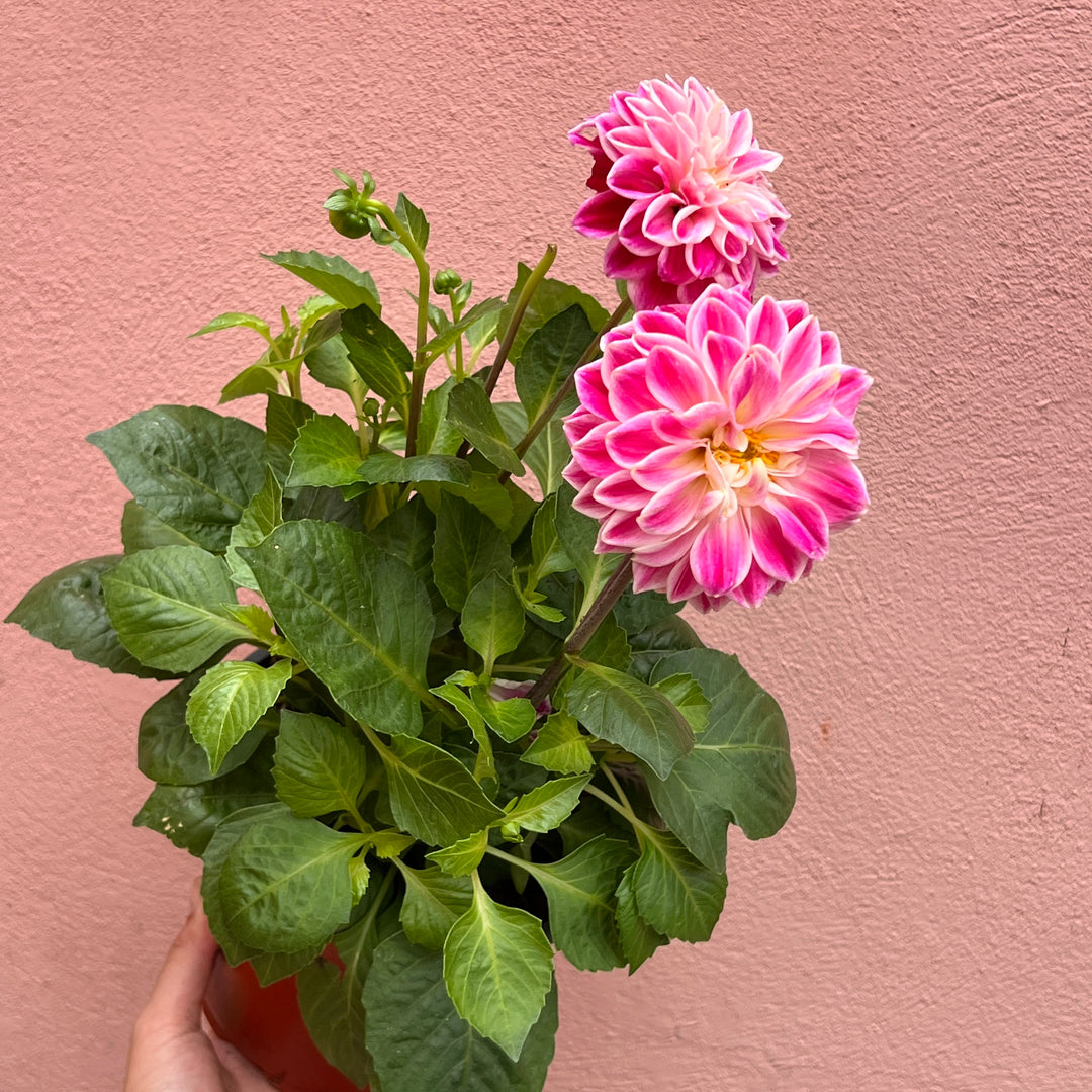 Dahlia Pink