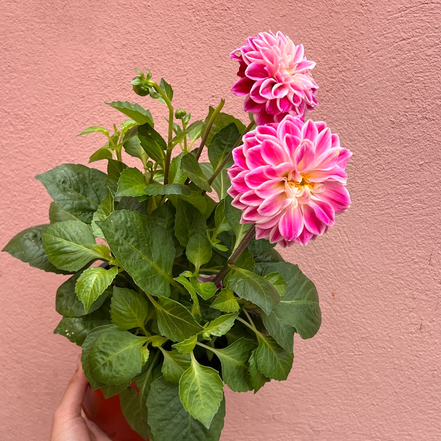 Dahlia Pink